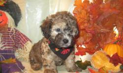 Born 8 /12 / 2012 1 Male poodle 11 weeks old.First puppyshots,wormed, Vet checked, All papers from our Vet come with your new family member. CKC reg to be sent comes with your new family member. Multcolor male puppy loves to play and run around the house.