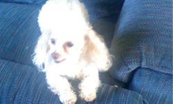 GIZMO IS A VERY SMALL TOY POODLE HE WEIGHS 4 1/2 TO 5 LBS AND IS 7.5 INCHES. HE HAS PRODUCED SOME VERY LITTLE PUPPIES. HE IS 2 YEARS OLD AND A VERY HANDSOME LITTLE GUY. HE DOES GRAWL AT OTHER DOGS BUT DOESN'T BITE. HE WOULD MAKE A GREAT STUD DOG OR A