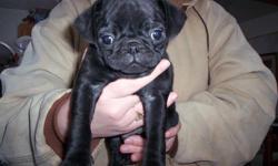 CKC Pug Puppies for sale, first shots, dewormed, papers, Black 5 males, 2 Females. 8 weeks old