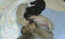 CKC pug puppies born 11-30-2010 in our home we have both parents on site as they are our family pets. up to date on worming and shots. Will be ready for their forever homes around Jan 20 2011 They are great with kids and love everyone. They are great dogs