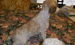 SACRIFICING!
Forced to sale! PLEASE HELP!!
I need to find a home for a Male Toy Poodle Born Oct 14th 2009, shots are up to date. and he has been wormed. His name is "Patches" he is very sweet and lovable.
$200.00 no papers $300.00 with CKC Papers.
Please