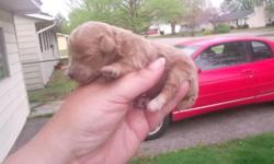 I have a litter of toy poodle puppies born on April 8,2011 and will be ready June 3,2011 and a small non-refundable deposit will hold puppy of choice. Mom is a choc/white parti and dad is red and both are here for viewing. I am a small hobby breeder and