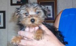Awesome CKC Yorkie boy, 12 weeks old, $450, blue and tan 4-6 lbs, Must see to appreciate,
Now looking for their Forever Homes
We also have an adorable lil boy, 10 wks black /gold 3-4 lb, he is $250.00 firm.
Chiwawa/Yorkie
803-581-6387