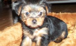 Precious Boy, Blue/tan, 12 weeks old, shots wormed tails docked dew claws removed, simply adorable, loveable, parents on site, Home bred and raised.
One Tiny lil boy 10 weeks old sooo smart! $250.00 firm
www.rosiespreciouspups.com Black and Gold