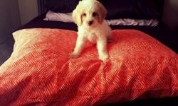 Cockapoo puppy for sale. 3 Months old. His Mom is full blooded cocker spaniel and dad is full blooded poodle. he has had three sets of shot. house trianed. Very fun and playful little guy. My busy schedule is keeping me from giving him the attention that