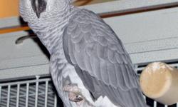 1 yr old DNA tested male african grey, with cage and T-stand. Very friendly.