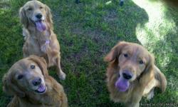 we have 3 goldens they are so good with kids we would love to stud are golden before he get clipped he is n2-1/2 year old very smart we also have the mom and her daughter in your family the mail is one the right mom is on the left and the daughter is in
