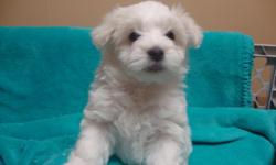 Adorable pure white Coton de Tulear puppies for sale. APRI registered, non-shedding, hypo-allergenic, up-to-date on shots, vet examined, and health guaranteed. These little puppies are raised in my home and are well socialized. I have 4 males born