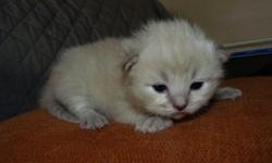 Credible Registered Ragdoll Kittens Text us at () -