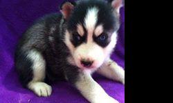 i have both male and female awesome siberian husky puppies ready to go new home...they are just geting 9 weeks now and are very playful with a powerful appetite have been vet checked call text or email if interested larathomson291@hotmail.com....(716)