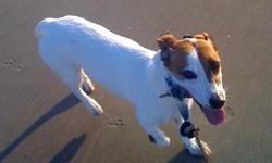 Free to good home - cute and smart Jack Russell female. Spade, about 6 years old - needs good home, current owner unable to give care and love needed to this wonderful companion.