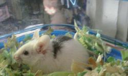 Cheesey and Swissy are Fancy mice. They're both black and white and are very friendly. Mice are great pets for apartments and are great first time pets for kids. They come with cages that can be added onto enless with tubes and other cages. They have