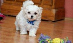 Gorgeous female teacup Maltese puppy available for adoption. So adorable and precious. She is just amazing and is a total sweetheart. Simply perfect. Short stocky legs, perfect applehead and beautiful face. Estimating 3 pounds adult weight. This puppy is