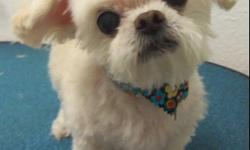 CRYSTAL, OUR 12YR OLD PEEKAPOO IS MISSING SINCE SEPT 24TH. SHE IS WHITE, WEARING A BANDANA WITH MULTI-COLORED FLOWERS. SHE IS ON SPECIAL MEDICATION AND FOOD. SHE IS THE QUEEN OF OUR HOUSE. PLEASE CALL 689-7402 OR 784-3360. THERE WILL BE A REWARD. WE JUST