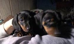 Two miniture black and tan Dachshunds puppies 10 weeks old. Already had their first trip to the vet and round of shots. $250 rehousing fee for the male and $300 rehousing fee for the female. Contact Andrea at 815-544-0597 or grandmaandy.home@gmail.com