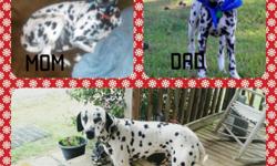 Full blooded Dalmatian puppies will be here October 13th now taking $100 deposits. Puppies will come with their first shots and worming. Call or txt Taylor --