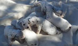 I have 6 full blooded dalmatian puppies. 5 males, 1 female. 5 (four males, 1 female) are black spot, 1 liver spot (male). Most puppies have at least 1 blue eye. Born Oct 1, ready for their new homes Dec 3rd. They will come with first shots and vet