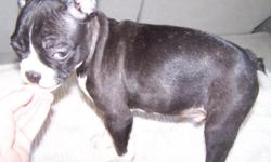 i have five assorted colors frenchbulldog and pug mix puppies i have black and white. fawn and brindle colors they are 10 weeks old and should be between 17 and 20 lbs when full grown some have bat wing ears like the frenchis and some have drop ears like