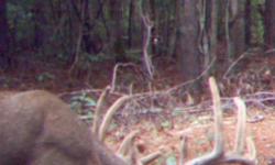4-Day Deer Hunts and 3-Day Turkey Hunts in Chambers County Alabama. Lodging in lakefront cabins included. Archery Oct 15-Jan 31 $825, Rifle Nov 20-Jan 31 $975. Dove Hunting along the banks of the Chattahoochee River in Harris County Georgia opening
