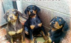 Doberman Pinscher Puppies, Shots, Dewormed, Tails Docked, 600.00 each FIRM, Sold as pets (No Papers) For more info please call 818-675-1080, Serious inquires Only please. We are located in Van Nuys, Ca 91405, With 15 years breeding experience, Delivery is