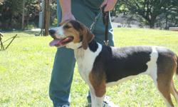 3-year old walker female. direct out of big creek rat tat. all grand pedigree good hard hunter, strong mouth, good steady chop on tree. beautiful female that is a coon dog. broke hound, not mean and can run a coon-tract. for more infomation please contact