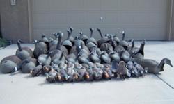 Lots of duck decoys, floating and field goose decoys. 24 rag decoys ( not shown).