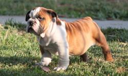English Bulldog Puppies, AKC, Champion lines, Beautiful puppies with Large heads and bone.$1800.00-$2200.00. Shots, dewormed and vet checked.
