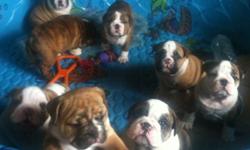 Have got 7 cute english bulldog puppies to give out for adoption, they are current on shots and vaccinations, well trained and ready to be re-homed.