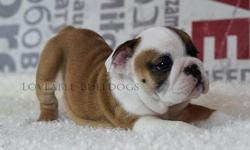 English Bulldog Puppies for Sale text&nbsp; () -