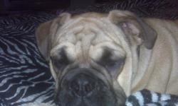 AKC & CKC REGISTERED. Extra wrinkly, fawn w/black mask. VERY HANDSOM!!!!