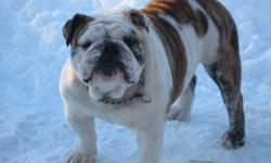 I have a beautiful AKC registered English bulldog that we are currently standing at stud. His stud fee is due up front at the time of breeding. We also will consider on some females taking Pick of Litter for his stud service fee.