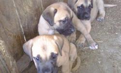 English Mastiff Pups - Registered - $1000 -Big beautiful babies they have their first shots and worming. We have 1 female and 1 male left . They are gentle giants, real intelligent and easy to train They make great family dogs. If you are interested in