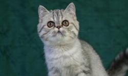 7 mo Exotic Persian,"Bella" is an absolute joy, sweet, loving and well behaved. I'm re-homing her because I found out I am allergic. I bought her from a show breeder less than 2 months ago. Her color is rare for Exotics, silver spotted, with papers. She