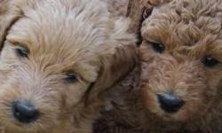 We have 5 beautiful labradoodle puppies for sale 9 weeks old and ready to go home!!! 2 black males, 2 cream males, 1 cinnamon female!
call 224-730-4329
www.matkovichfamilypups.com
&nbsp;