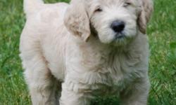 F1b Labradoodle puppies. The mother is F1 Labradoodle (1/2 Labrador and 1/2 poodle) and the father is AKC Standard Poodle. Both of the mothers parents are AKC. The puppies are F1b Labradoodles (3/4 poodle 1/4 Labrador). The puppies will have curly/wavy