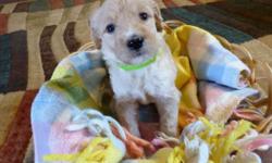 Sweet adorable F1b labradoodle puppies born May 10 non shedding hypo allergenic puppies
are born and raised in our home with lots of love parents are on premises put your deposit on one&nbsp;
of these sweet little babies today ready for their forever