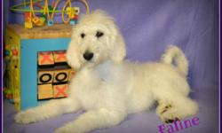 Do you think I'm a cutie? If so, then Hi, I'm faline! The cutest, most sweetest F1b Labradoodle ever! I was born on February 5th,2014! Many people like me for my pretty, soft cream fur, my gentle eyes, and amazing smile! People are the greatest! That's