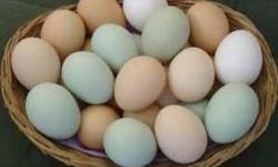 We can supply you with farm fresh eggs even over the winter months!
Our eggs range from blue-green, blue, dark brown, brown,
and pinkish brown. $2.00 a dozen. email me and I will get back to you