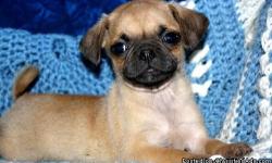 Fawn,black mask pug puppies.FROM PEGGIE SUE AND MAX (48 CHAMPION
BACKGROUND) PLEASE VISIT MY WEBSITE FOR PICS
OF MOM AND DAD, REFERENCES, SHIPPING INFO. WEEKLY
UPDATES PROVIDED TO NEW OWNERS, HE IS READY FOR
HIS NEW HOME! SWEET, SWEET LITTLE MAN.
HAPPY