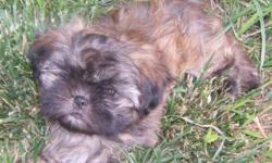 Mona, a beautiful, black-masked brindle, female Shih Tzu, with a gentle soul was born on April 28, 2011 to fully-registered AKC parents. Father is a solid chocolate Imperial and mother is a gold Standard chocolate-carrier. Flat face, fabulous, thick,