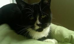 Black/White - 2 years old. Very sweet, gets along with other cats, dogs. Need to give up moving out of country.