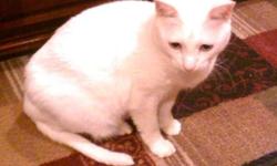 Cirrus (like the white clouds) is quite a personality. She is a small-to-medium size cat. She is great with people of all ages and other pets as well (cats and dogs). She is very inquisitive. Loves to have you scratch behind her ears. We are moving into a