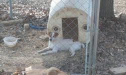 4 year old female jack russell terrier free to good home. She is not spayed. Has been an outdoor dog.