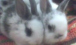 baby bunnies,