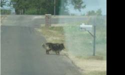 I found a smaller size collie mix dog on Chapparal Rd .
It crossed Hwy 195 and ran into the Veterans Cemetery.