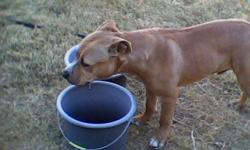 Young very active Tan and White Male pit less than a year old, no chip. Found on Anita near Anita Circle, Las Cruces. Call --. The dog did not have a colar or tags. Chewy as I call him, still has not found his owners, I cannot keep this animal. It is