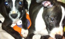 2 females available (black & white), 11 weeks old. Need to find homes for them asap!