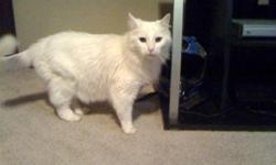 I have a 1-2 year all white cat, Its a male and he is fixed he is in need of a new home he is good with children and other pets. I am selling because my dog isnt very nice.
you may contact me @
kennedycollie@hotmail.com
(home) 405 387-5083
(cell)