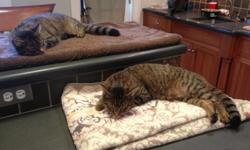 2 yr old gray tiger cats all are fixed & have shots. Mix of males & females. Used to large dogs. Please call --