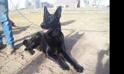 My uncle has a FREE black german shepherd mix dog he is exilent with kids and animals. He is about 1-1/2yearsold good Watch dog thats for shere. So if you want him please call me at989 670 7508 SERICE inquires only please. FREE to good home.
Ps:As soon as